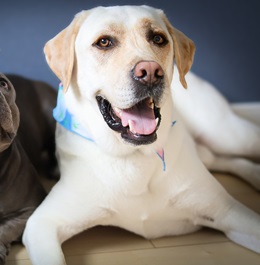 �،��a �i���u���h�[���j