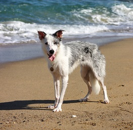 �O�� ���_�i�{�[�_�[�R���[�j