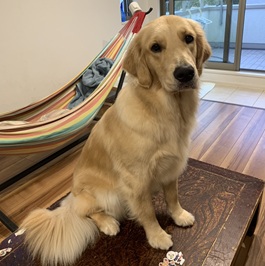 ���F�K�i�S�[���f�����g���o�[�j