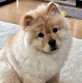 �ߓc���[�����i�`���E�`���E�j 