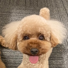 ��˂q�i�A�[���j�i�g�C�v�[�h���j|1