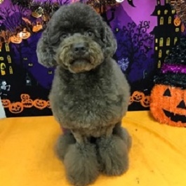 ������񂶂�@�i�g�C�v�[�h�� �j