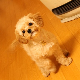 �����A���g�iMIX�y�g�C�v�[�h���~�L���o���A�L���O�`���[���Y�X�p�j�G���z 2