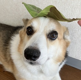 �o�Y�i�E�F���b�V���R�[�M�[�y���u���[�N�j2 |