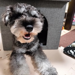 山口べべ(ミニチュアシュナウザー) 2