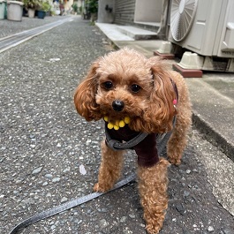 �p�@�x���i�g�C�v�[�h���i�e�B�[�J�b�v�j�@�j 2