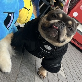 �l�c�@�r�[�f���i�G�L�]�`�b�N�u���[�j2 |