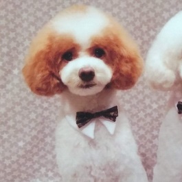 �~�c�ڂԁi�g�C�v�[�h��)1