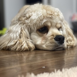 ���˂Ԃ��i�A�����J���R�b�J�[�X�p�j�G��)1