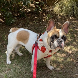 ���q(���Ⴑ)�i�t�����`�u���h�b�N�j2 |