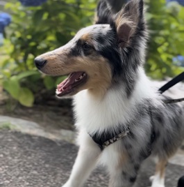 �c���`�F���V�[�i�V�F�b�g�����h�V�[�v�h�b�O(�~�j�V�F���e�B)�j1 |