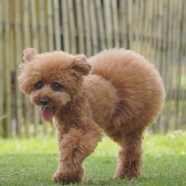 ���т܂�i�g�C�v�[�h���j2 |