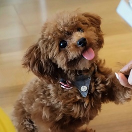 �{�����傱�@�i�g�C�E�v�\�h��)  2