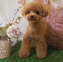  ���@�`���R�i�g�C�v�[�h��)2