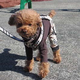 COCO�i�g�C�v�[�h���j2