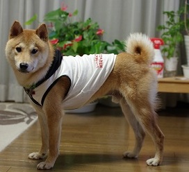 �����i�Č��j1