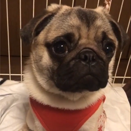 �X�@�G���@�i�p�O�j2