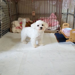 ���R�G�b�^���i�}���`�[�Y)2