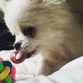 ���c���܁@�i�|�����j�A�� ) 2