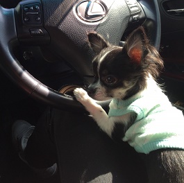 ��ゲ�܁@�i�`���� ) 2