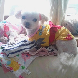 �n�ӃS�}�^���@�i�}���`�[�Y�j2�@�i�āj