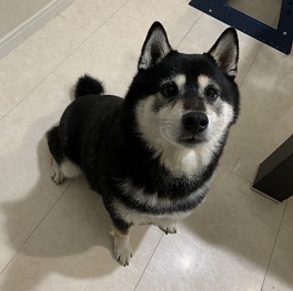 �����i�Έ�j�͂��i��)2