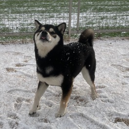 �����؁i�āj |2