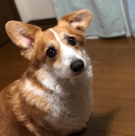 松岡 はな(ウェルッシュ・コーギー)2