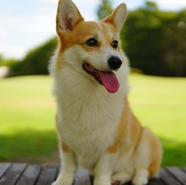 �{�{�n�i�i�E�F���V���E�R�[�M�[�@�j2 |