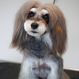 �V�|�@�͂ȁi�~�j�`���A�V���i�E�U�[�j|2