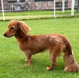 �e�͂ȁi�J�j�w���_�b�N�X�t���g�j2 |