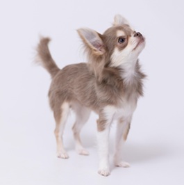 �͂Ȃ܂�i�`�����j2 |