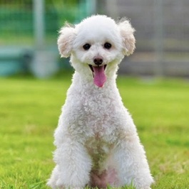  �}�J�Ђ�
�i�g�C�v�[�h��)|2