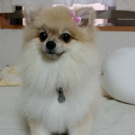 �����@�܋f�i�Ђ܂�j�@�i�|�����j�A��) 2