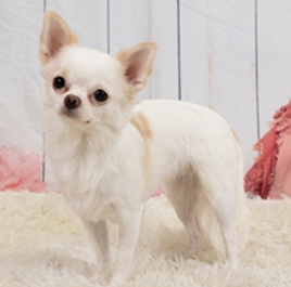 �t�[�i�`�����j2 |