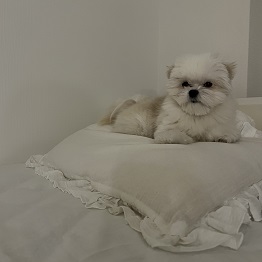 本村ふく(MIX(マルチーズとポメラニアン)2