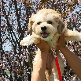 ��������@�i�`�����ƃg�C�v�[�h���̃~�b�N�X ) 2