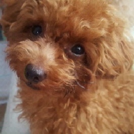 �֍��@������(�g�C�E�v�[�h��(�e�B�J�b�v)�@�j1