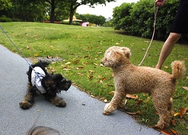 ��股�i�g�C�E�v�[�h���j2