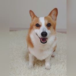 �����i�E�F���b�V���R�[�M�[�y���u���[�N�j1 |