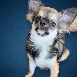 �����C�U�i�M�i�����O�R�[�g�`�����j|2