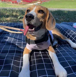 �X�cjack�i�r�[�O���j   2