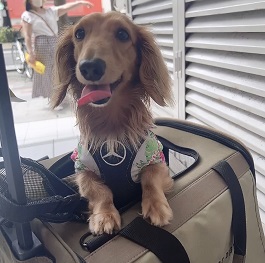 ����ǂ��W�[�j�[�i�J�j�w���_�b�N�X�t���g)|2