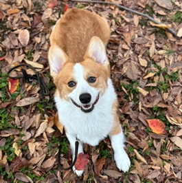 �b��J�C�I���i�E�F���V���R�[�M�[�y���u���[�N�j�j |2