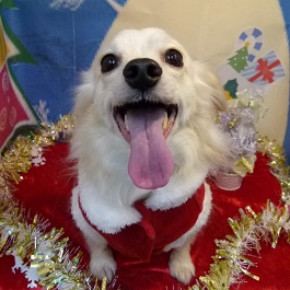 ����@�R�[�^�@�iMIX(�`�����A�_�b�N�X)�j2