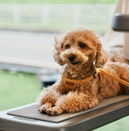 �R�R�i�g�C�v�[�h���i�^�C�j�[�j �j2 |