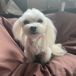  ��肱��
�iMIX(�g�C�v�[�h���~�`����))|2