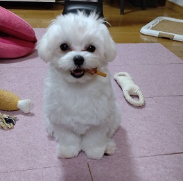 ���{�R�R�i�}���`�[�Y)|2