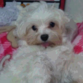 �n�ӃR�R�^���@�i�}���`�[�Y )  1