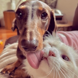 ���c���܂��낤�i�~�j�`���A�_�b�N�X�j2 |